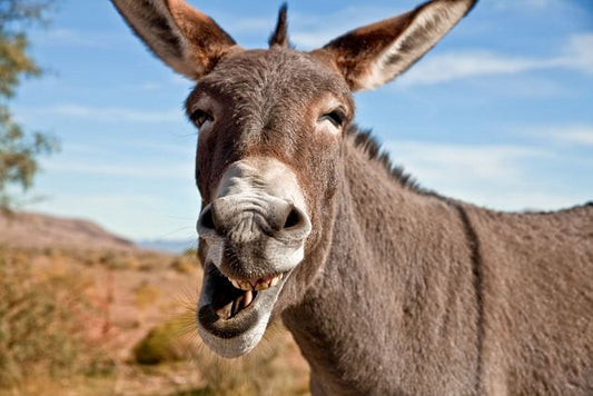 My first post (it's about donkeys)