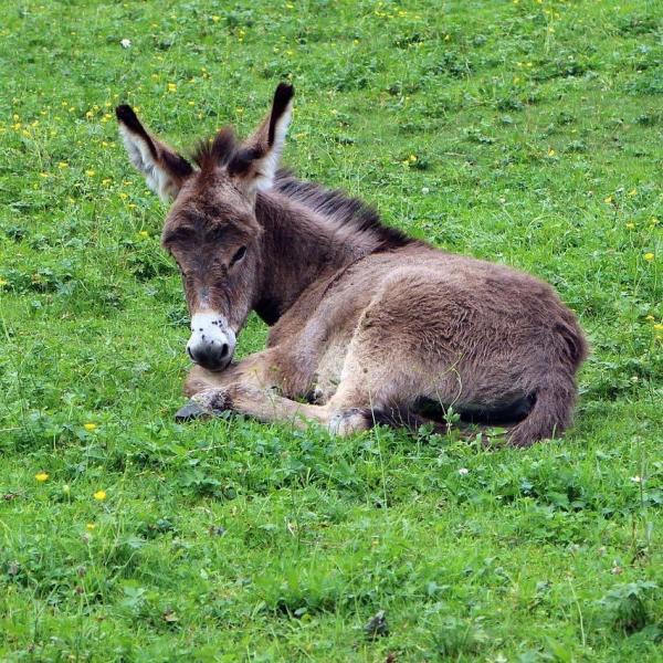 donkeys
